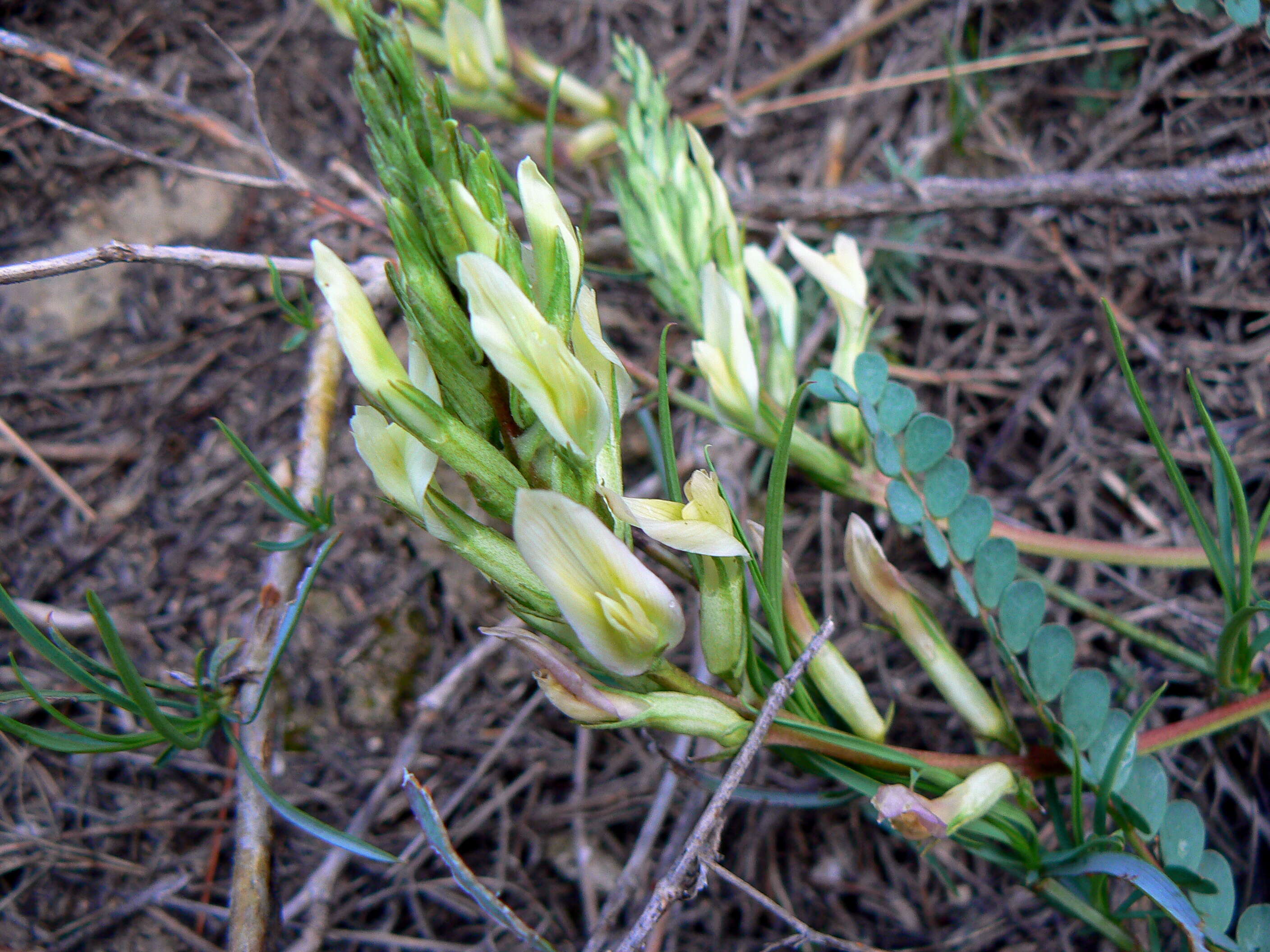 Image of Astragalus monspessulanus subsp. gypsophilus Rouy