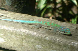 Plancia ëd Phelsuma lineata Gray 1842