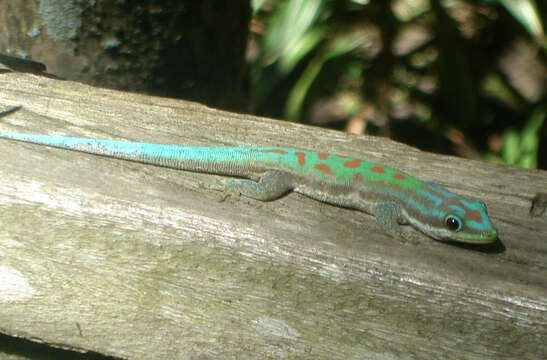 Image of Lined Day Gecko