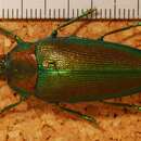 Image of Steraspis welwitschii prasina