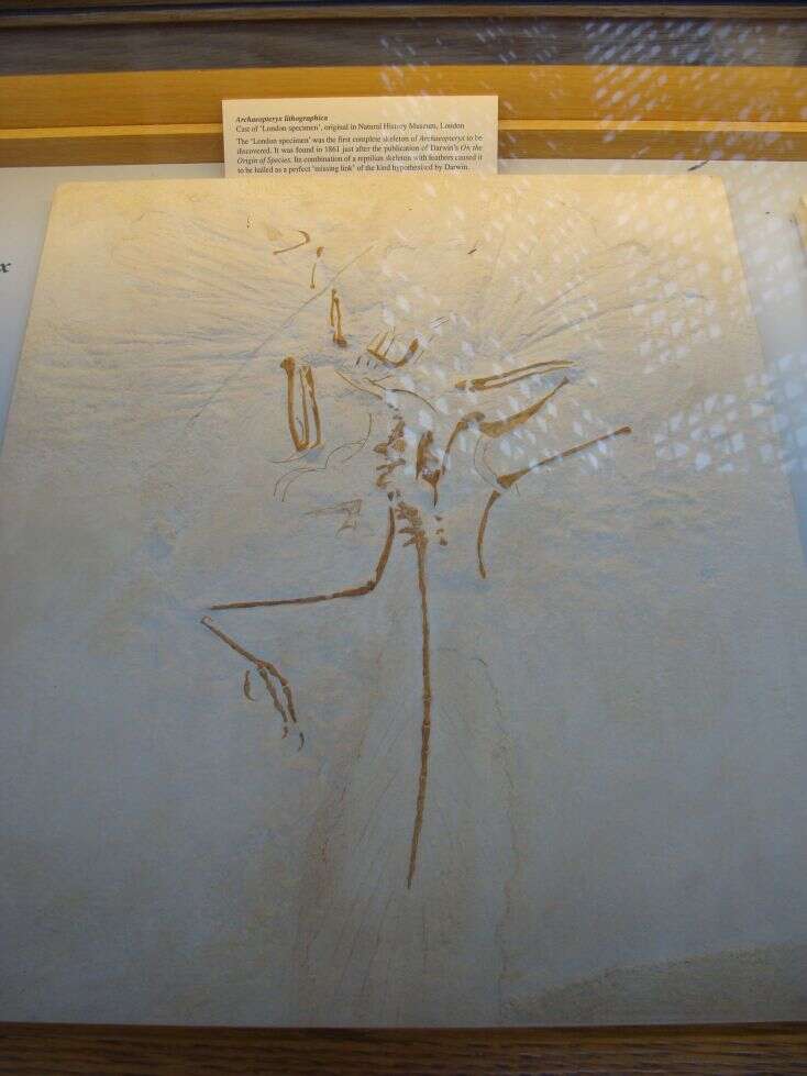 Image of Archaeopteryx Meyer 1861