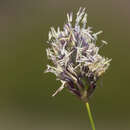 Plancia ëd Sesleria nitida Ten.