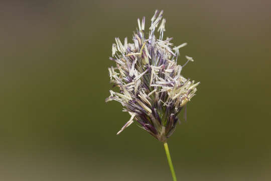 Sesleria nitida Ten. resmi