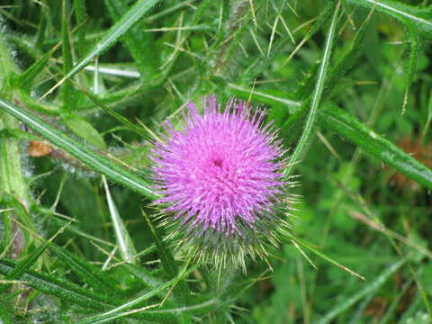 Image of Spear Thistle