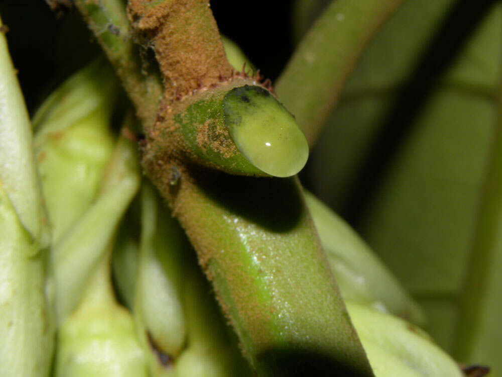 Image of Macropharynx isthmica (Woodson) J. F. Morales, M. E. Endress & Liede