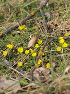 Image of Potentilla incana Gaertn. Mey. & Scherb.