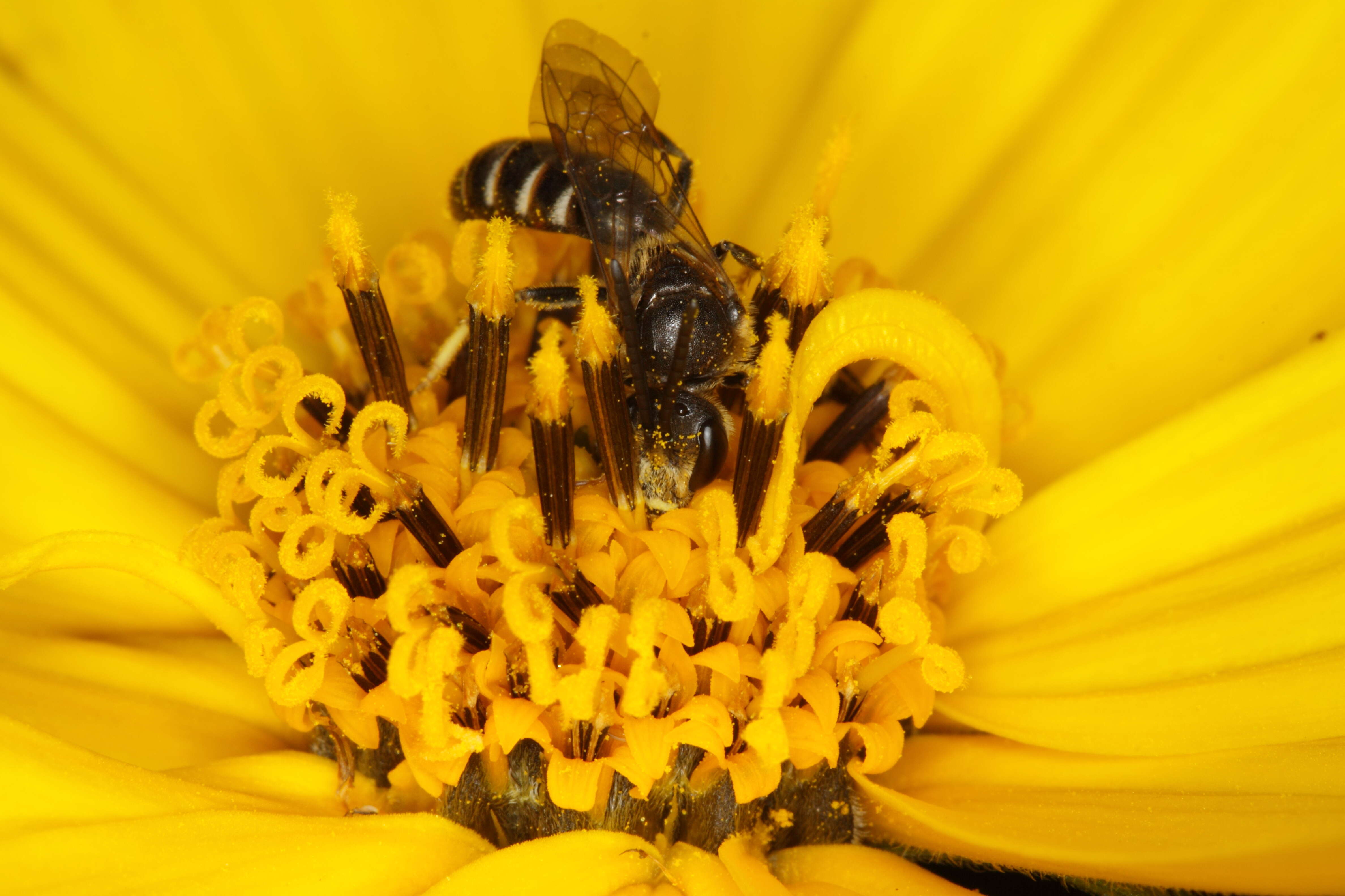 Image of Lasioglossum