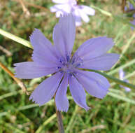 Image of chicory