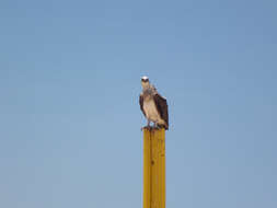 Image of ospreys