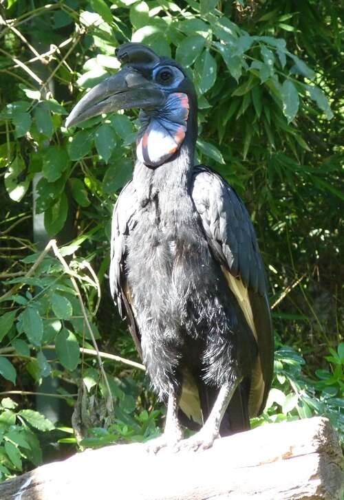 Image of ground-hornbills