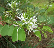 Sivun Bauhinia divaricata L. kuva