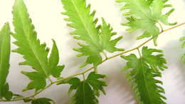 Image of climbing ferns