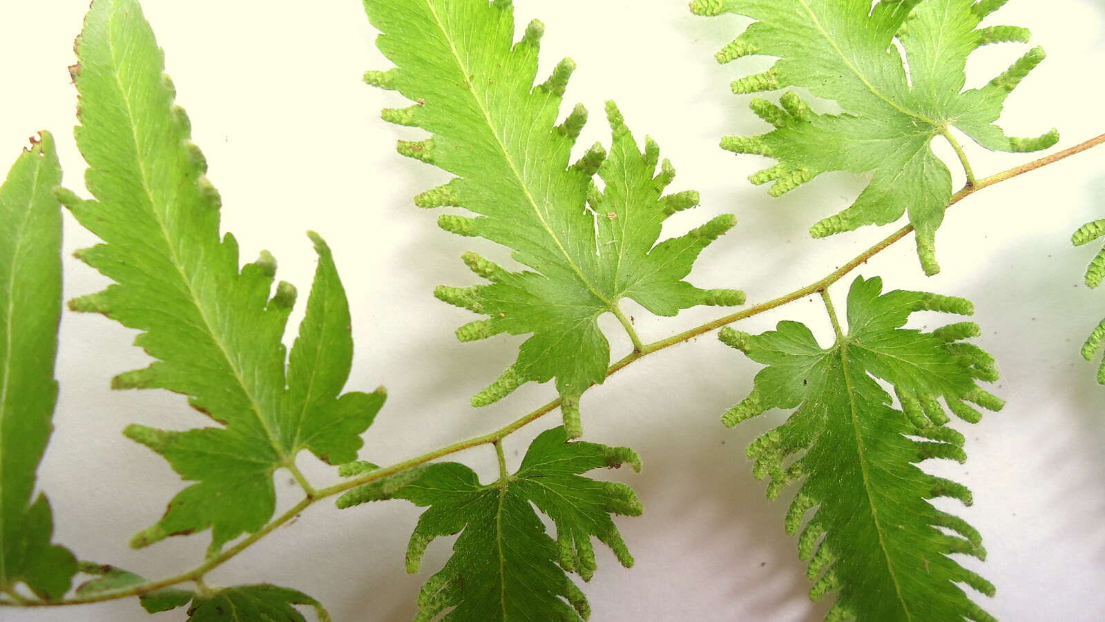 Image of climbing ferns