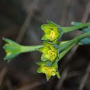 Image of Clinanthus viridflorus
