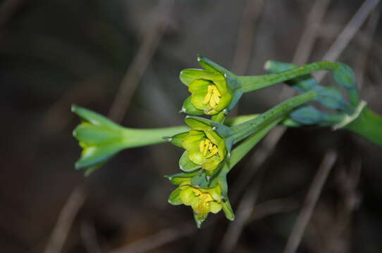 Image of Clinanthus viridflorus