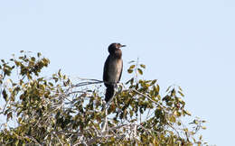 Image de <i>Phalacrocorax africanus</i>