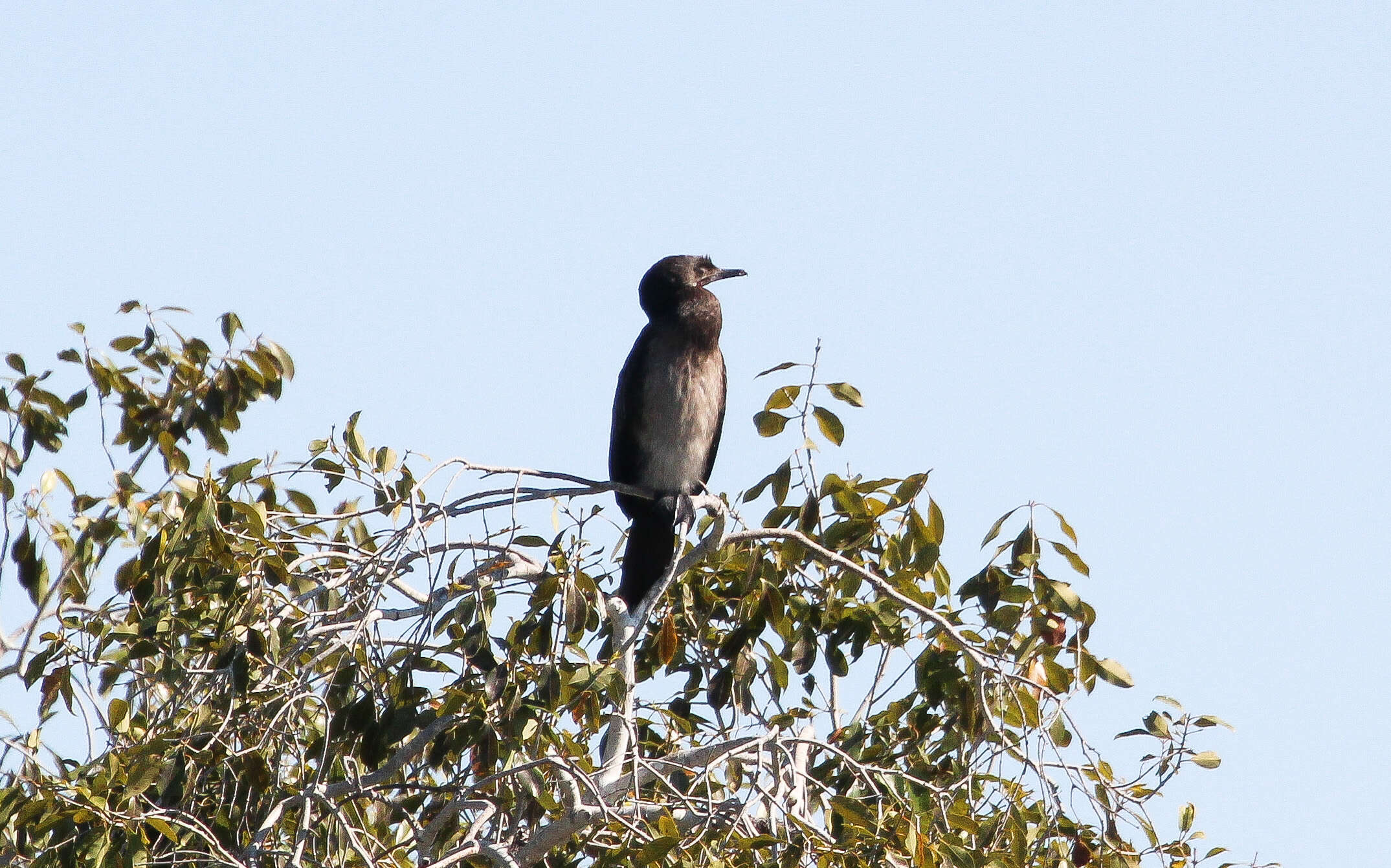 Image of <i>Phalacrocorax africanus</i>