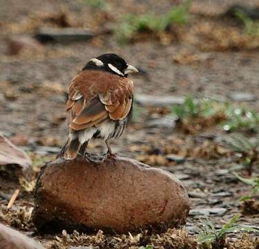 صورة Eremopterix leucotis (Stanley 1814)