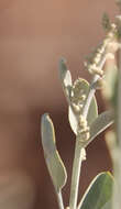 Image of Golden Goosefoot