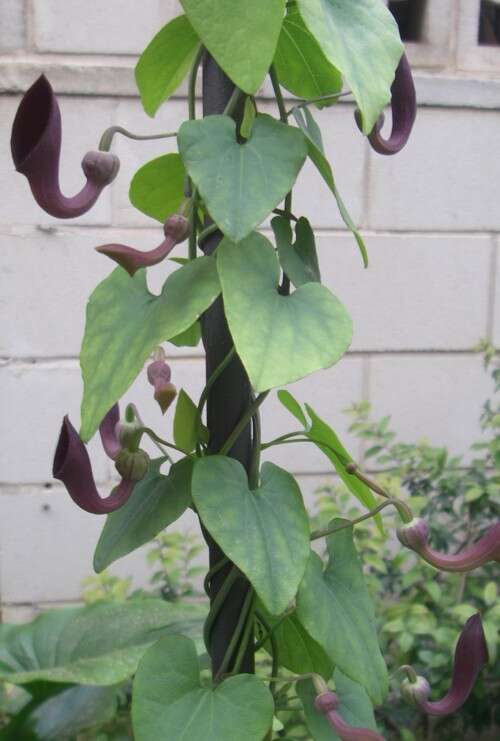 Image of Andalusian Dutchman's Pipe