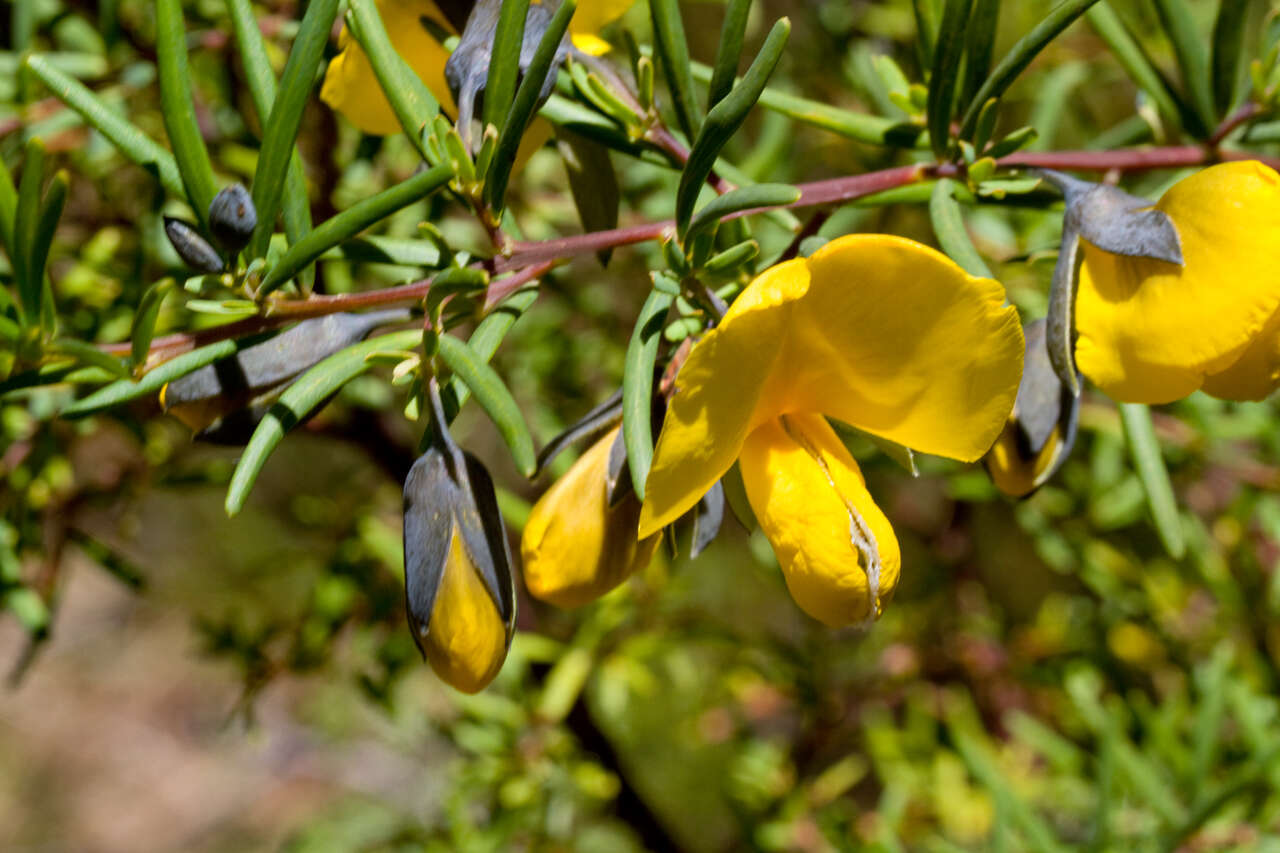 Слика од Gompholobium latifolium Sm.