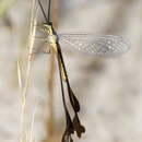 Image of Spoon-winged lacewing