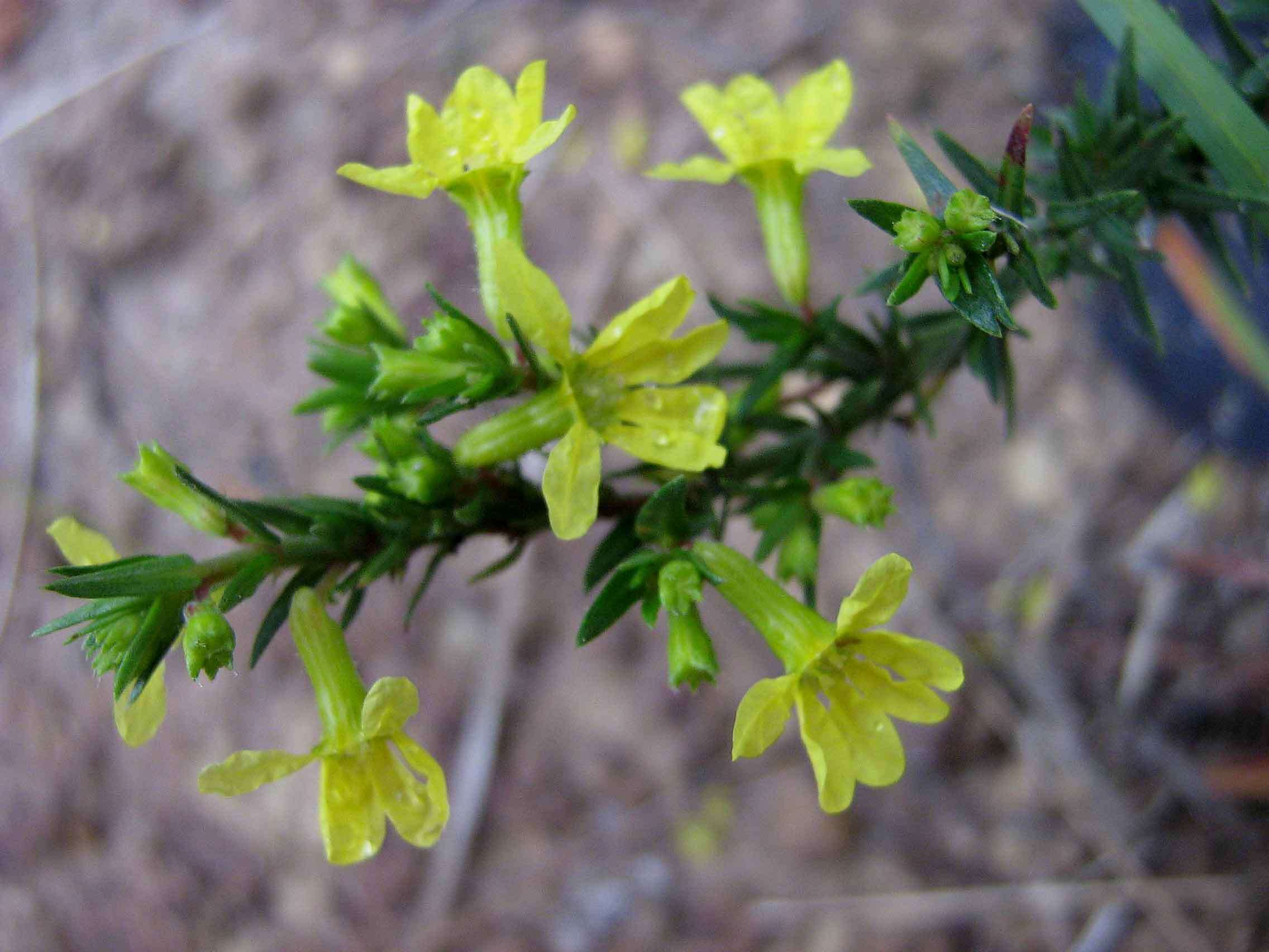 Image of Cuphea flava Spreng.