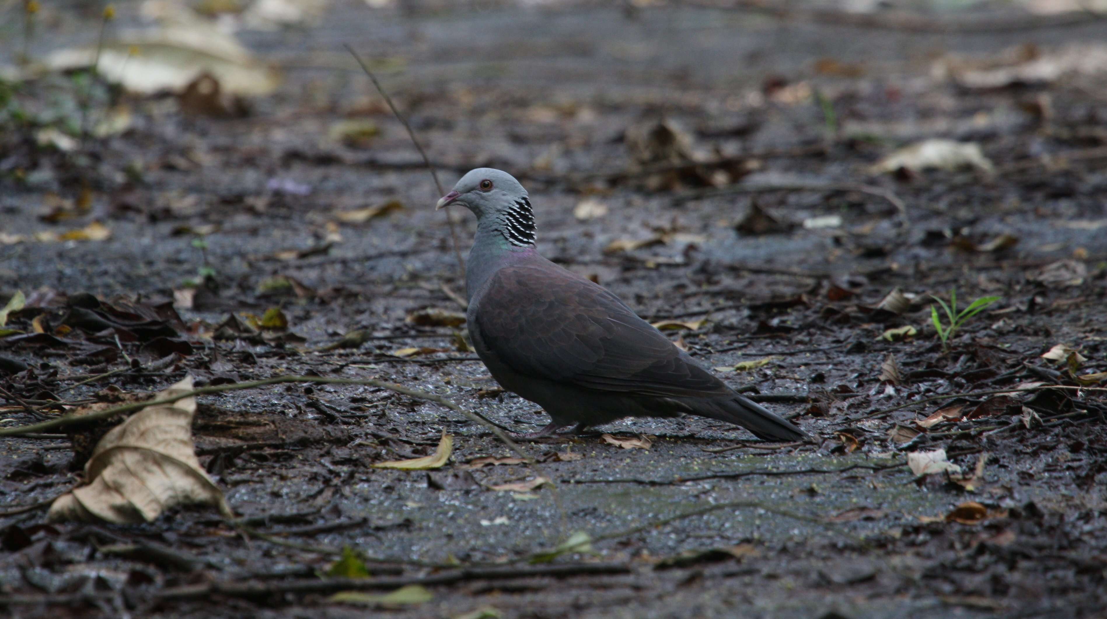 Image of Nilgiri Wood Pigeon