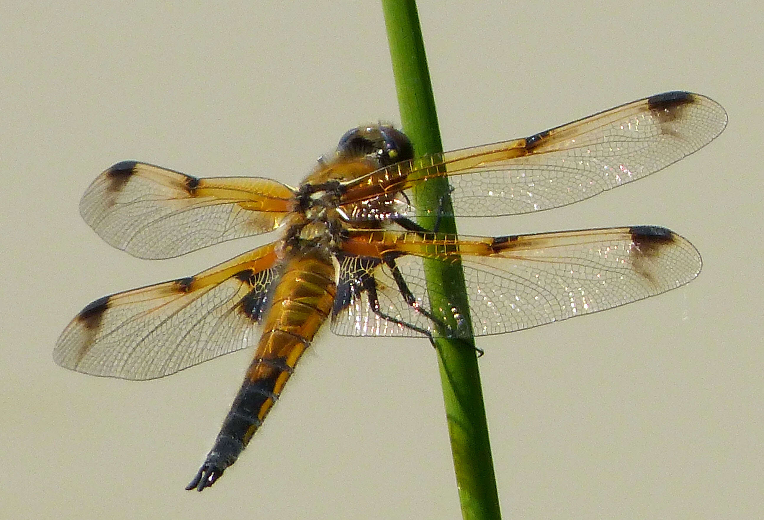 Image of Four-spotted Chaser