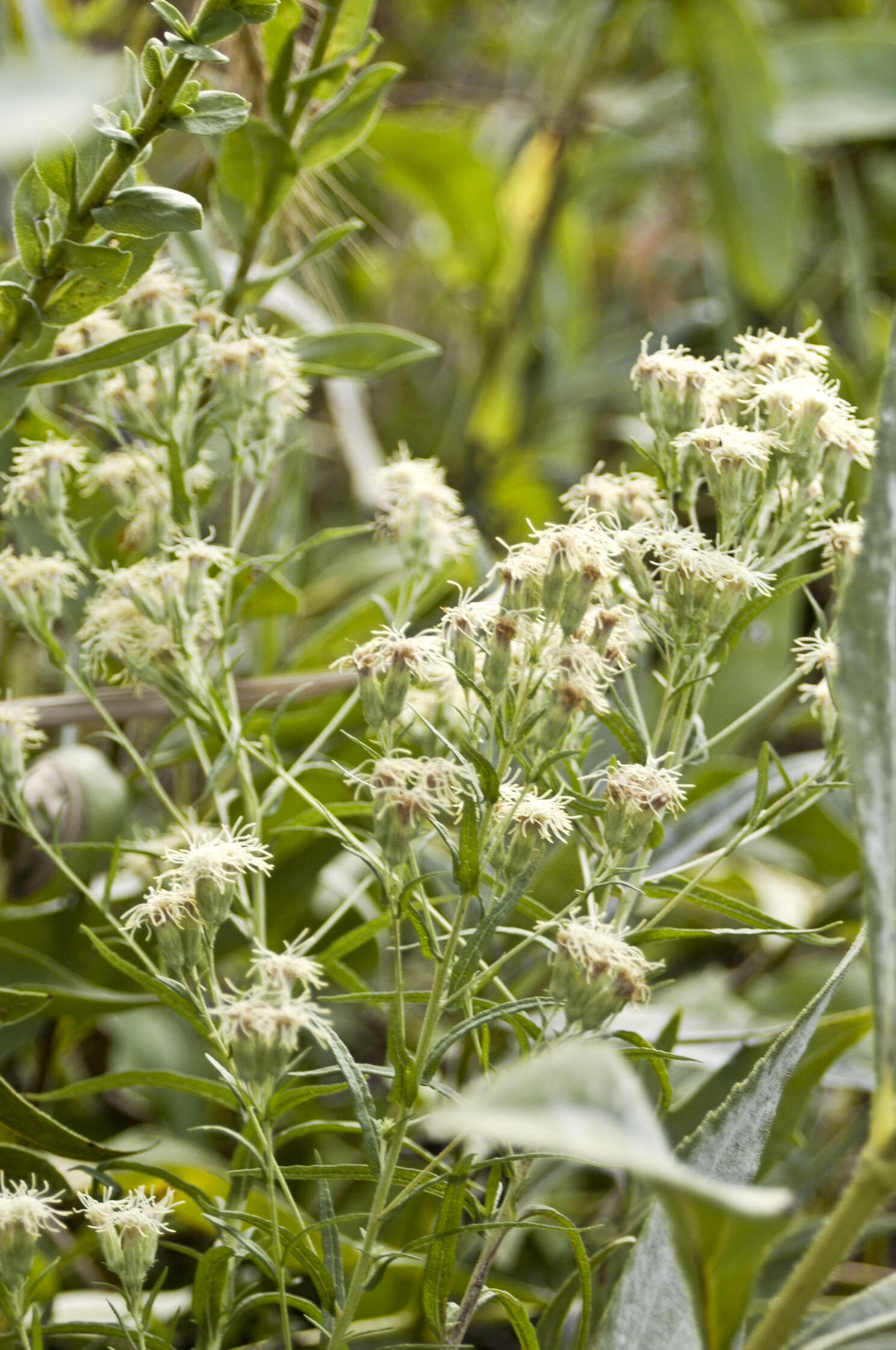 Image of false boneset