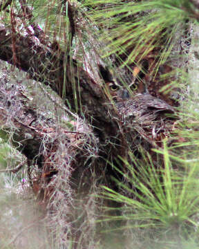 Image of Great Horned Owl