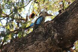 Image of kookaburra