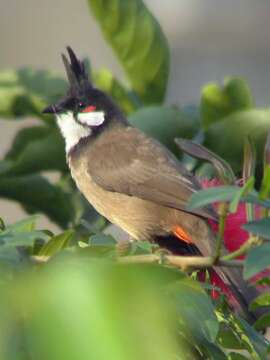 Image of Red-whiskered Bulbul