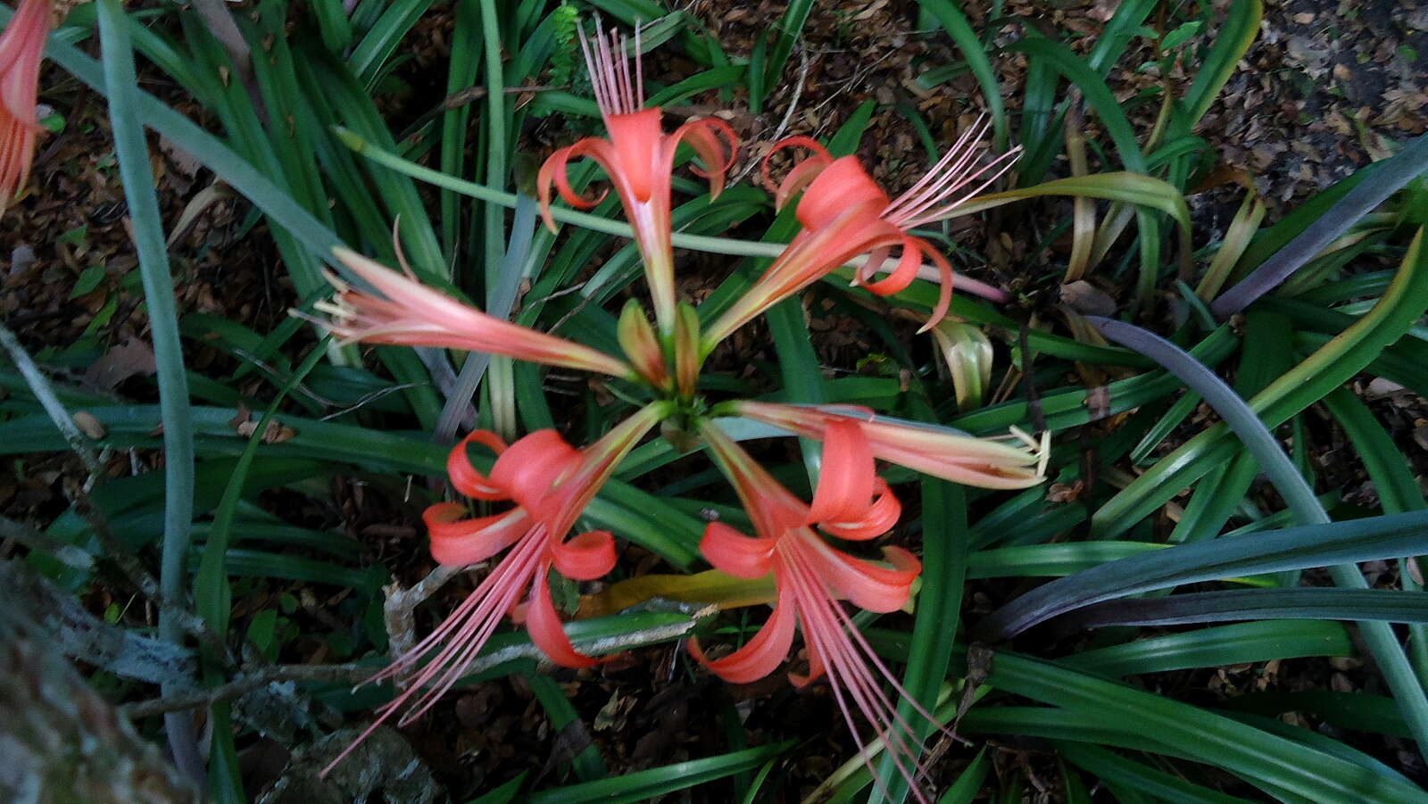 Слика од Hippeastrum stylosum Herb.