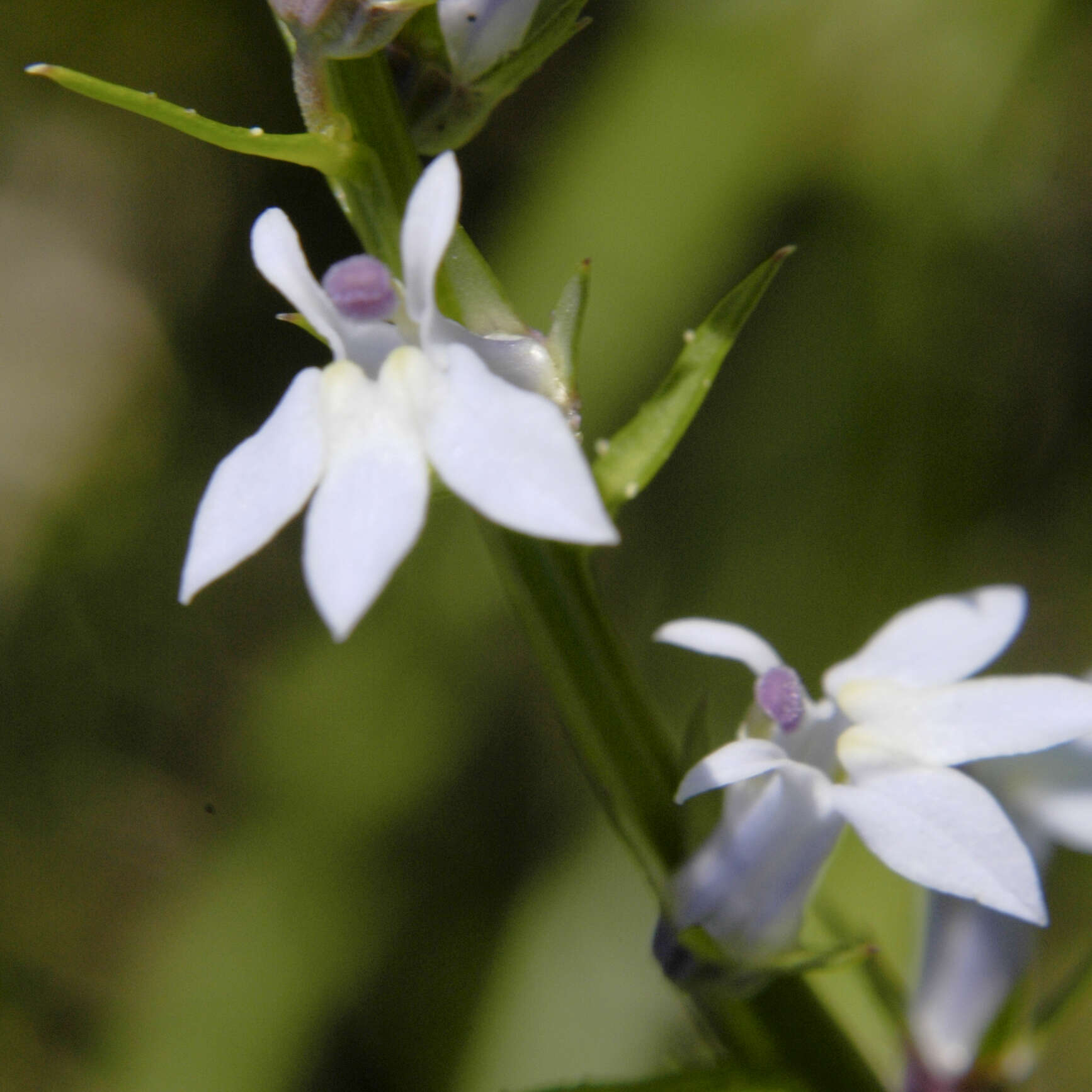 Image of Pale-Spike Lobelia