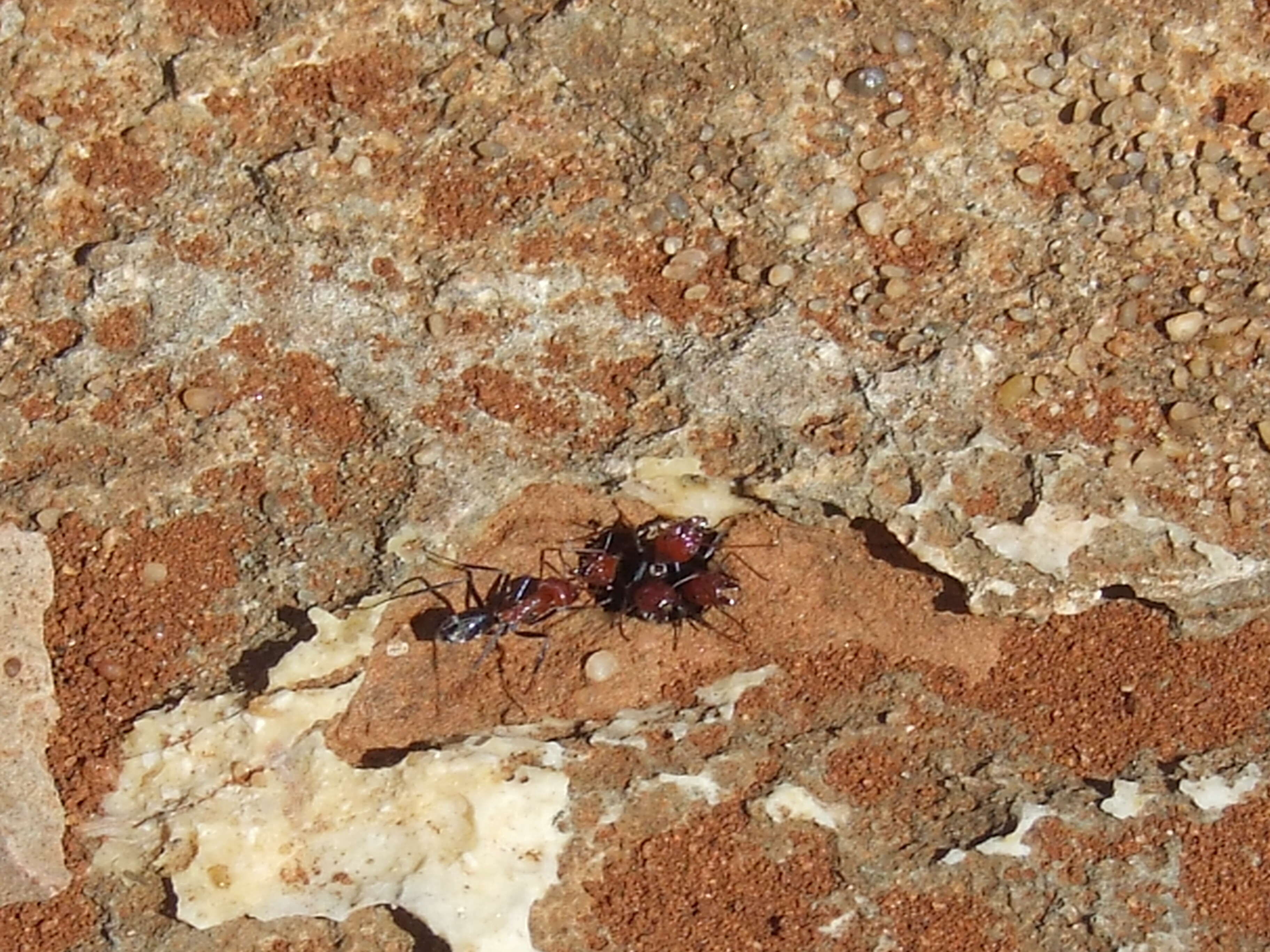 Image de Iridomyrmex