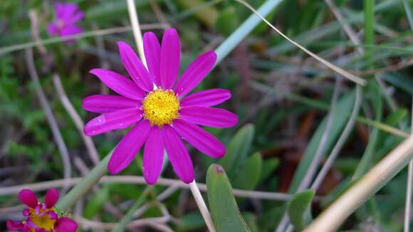 Image of redpurple ragwort