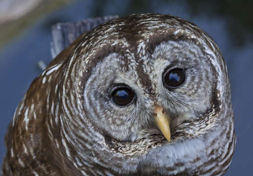 Image of Strix Linnaeus 1758