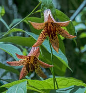 Lilium canadense L. resmi