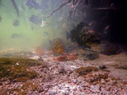 Image of Atlantic Goliath Grouper