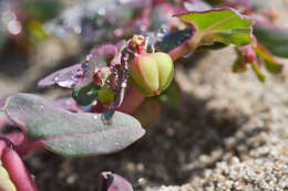 Image of Euphorbia peplis L.