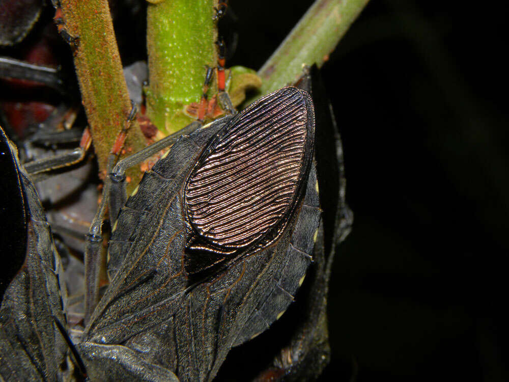 Plancia ëd Parkia pendula (Willd.) Walp.