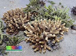 Image of Acropora