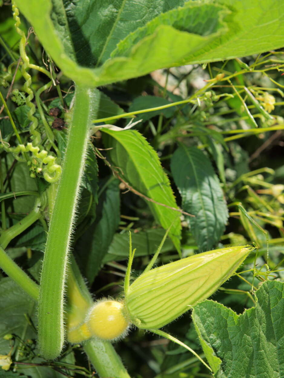 Image of gourd