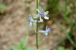 Image of twolobe larkspur