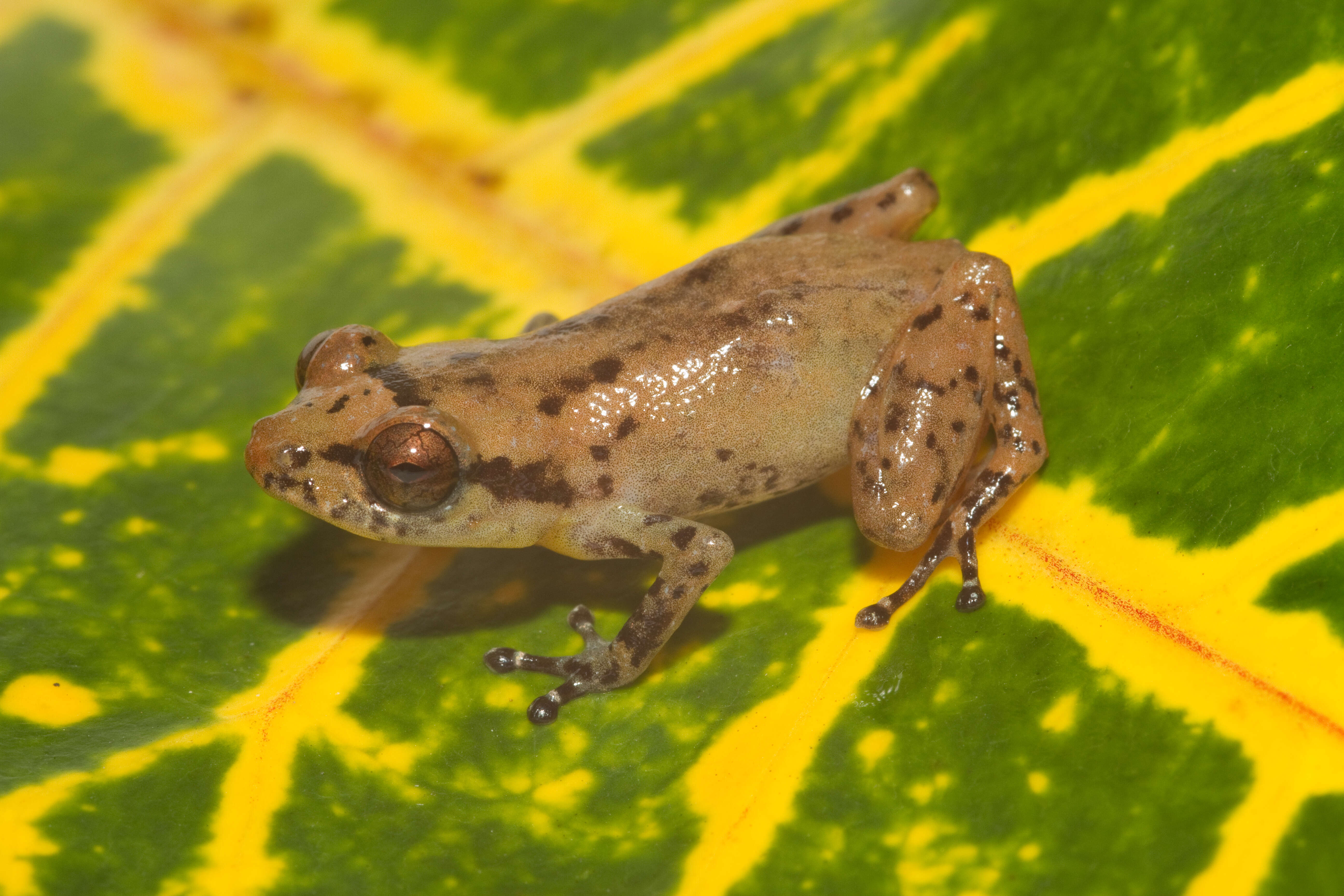 Image of Eleutherodactylidae Lutz 1954