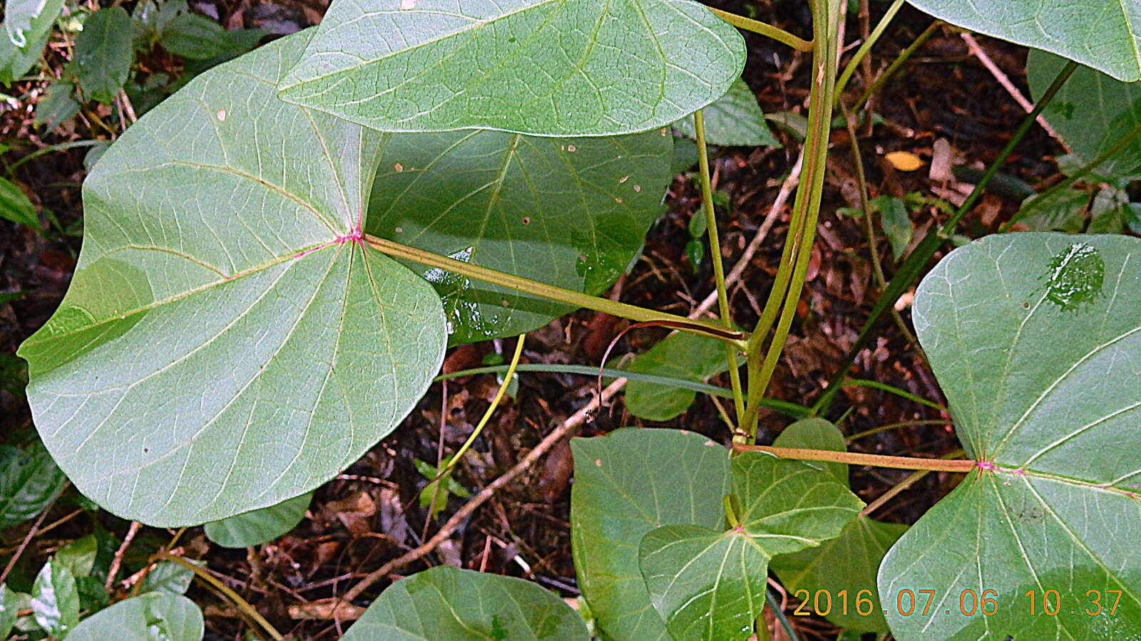 Image of ginger-leaf morning-glory