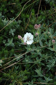 Image of Silene uniflora subsp. uniflora