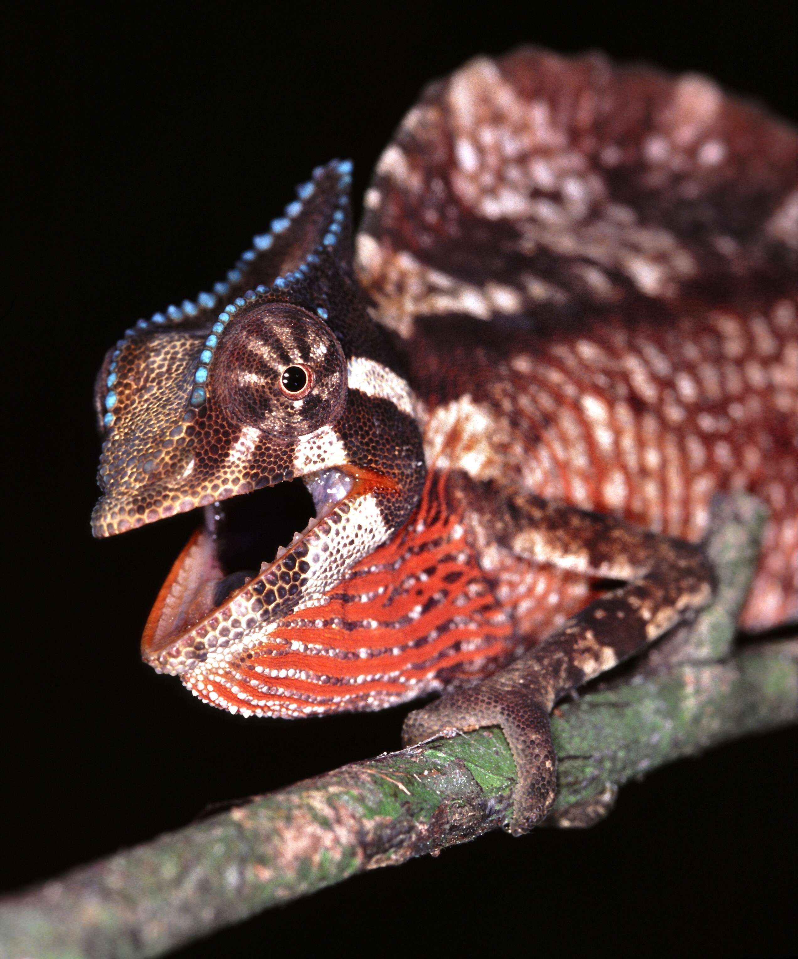 Image de Caméléon à crêté