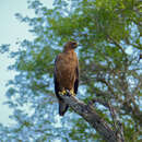 Image of Aquila wahlbergi